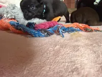 Nugget, a female Pug for sale in Bloomington, IL – 7 of 10