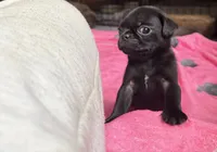 Nuggie, a male Pug for sale in Bloomington, IL – 5 of 10