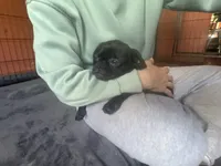 Charles, a male Pug and Brussels Griffon for sale in Bloomington, IL – 6 of 10