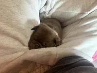 Lila 🍫 , a female Pug for sale in Bloomington, IL – 6 of 10