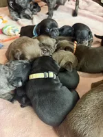 Nugget, a female Pug for sale in Bloomington, IL – 6 of 10