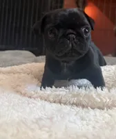 Patty, a female Pug for sale in Bloomington, IL – 7 of 10