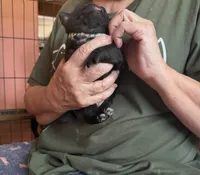 Snowy, a female Pug for sale in Bloomington, IL – 5 of 10