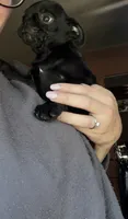 Nuggie, a male Pug for sale in Bloomington, IL – 8 of 10