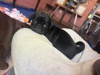 Nugget, a male Pug for sale in Bloomington, IL – 4 of 9