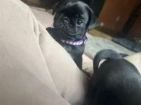 Petal, a female Pug for sale in Bloomington, IL – 4 of 10