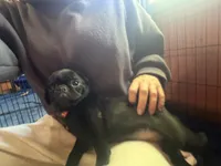 Bert, a male Pug for sale in Bloomington, IL – 10 of 10
