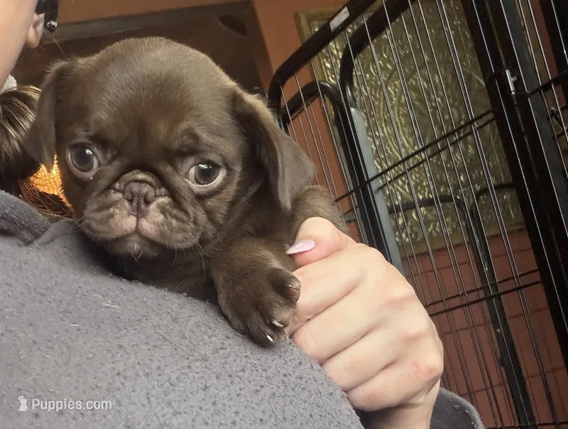 Lila 🍫  – Pug puppy for sale in Bloomington, IL