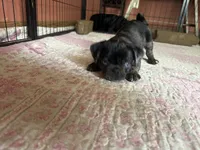 Blue , a female Pug for sale in Bloomington, IL – 3 of 10