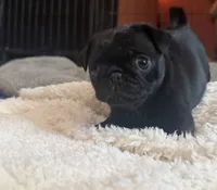 Patty, a female Pug for sale in Bloomington, IL – 2 of 10
