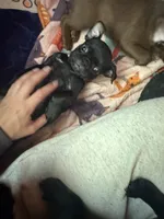 Isabelle, a female Pug for sale in Bloomington, IL – 6 of 10