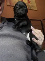 Nuggie, a male Pug for sale in Bloomington, IL – 10 of 10