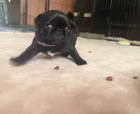 Petal, a female Pug for sale in Bloomington, IL – 9 of 10