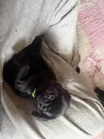 Max, a male Pug for sale in Bloomington, IL – 8 of 10