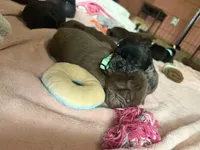 Blue , a male Pug for sale in Bloomington, IL – 4 of 10