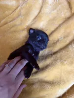 Nuggie, a male Pug for sale in Bloomington, IL – 10 of 10