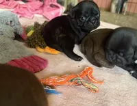 Chip, a male Pug for sale in Bloomington, IL – 4 of 10