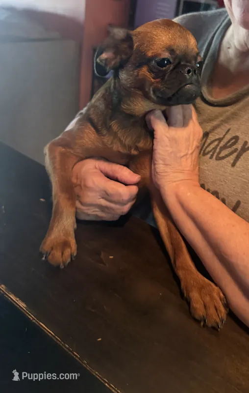 Rex – Brussels Griffon puppy for sale in Bloomington, IL