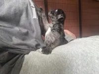 Blue , a female Pug for sale in Bloomington, IL – 8 of 10