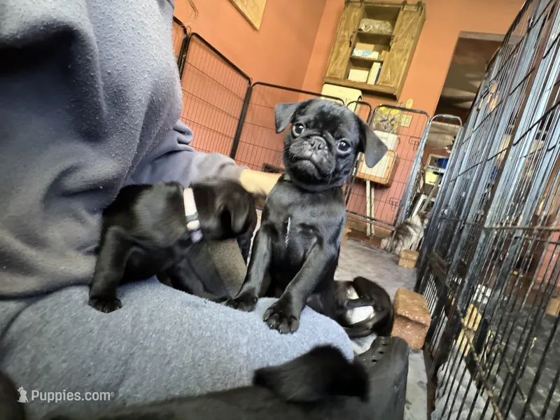 Nemo – Pug puppy for sale in Bloomington, IL