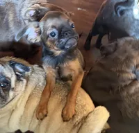 Fiona, a female Pug and Brussels Griffon for sale in Bloomington, IL – 6 of 9