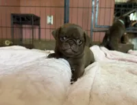 Lila 🍫 , a female Pug for sale in Bloomington, IL – 7 of 10