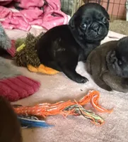 Chip, a male Pug for sale in Bloomington, IL – 2 of 10