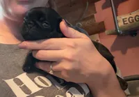 Earl, a male Pug for sale in Bloomington, IL – 7 of 10