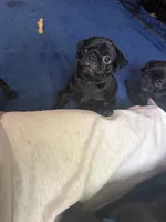 Nugget, a male Pug for sale in Bloomington, IL – 8 of 9