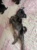 Blue , a female Pug for sale in Bloomington, IL – 7 of 10