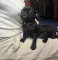 Isabelle, a female Pug for sale in Bloomington, IL – 4 of 10