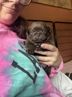 Count Chocula Jr., a male Pug for sale in Bloomington, IL – 4 of 10