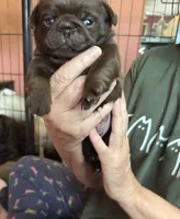 Arnold , a male Pug for sale in Bloomington, IL – 5 of 10