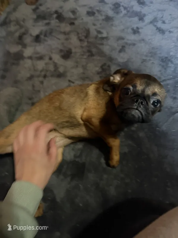 Fiona – Pug, Brussels Griffon puppy for sale in Bloomington, IL