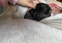 Blue , a male Pug for sale in Bloomington, IL – 7 of 10