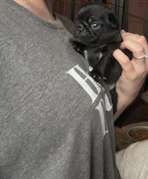 Nemo, a male Pug for sale in Bloomington, IL – 6 of 10