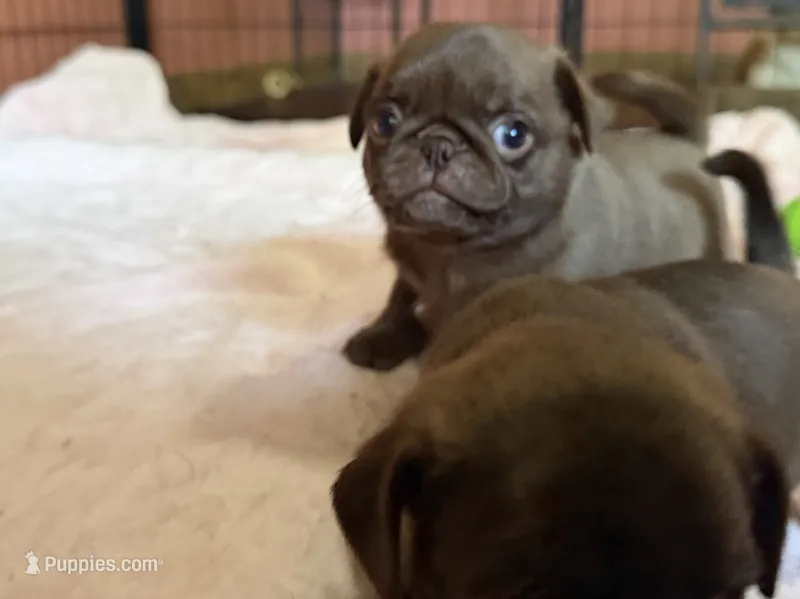 Lila 🍫  – Pug puppy for sale in Bloomington, IL