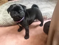 Petal, a female Pug for sale in Bloomington, IL – 10 of 10