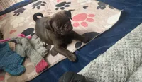 Count Chocula Jr. 🍫, a male Pug for sale in Bloomington, IL – 7 of 10