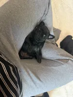 Patty, a female Pug for sale in Bloomington, IL – 6 of 10
