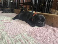 Bert, a male Pug for sale in Bloomington, IL – 8 of 10