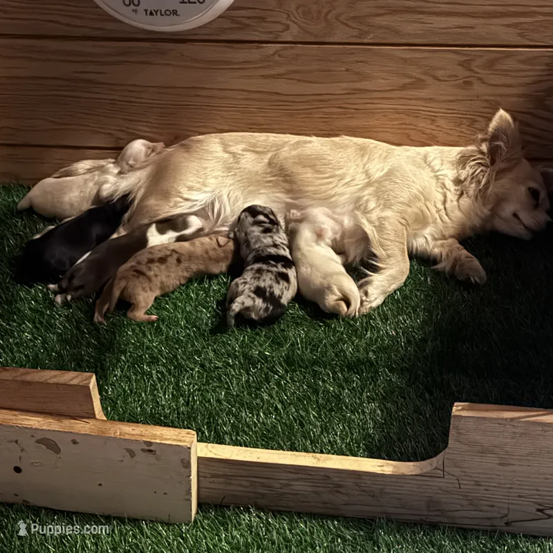 Nash , a male Chihuahua for sale in Maquoketa, IA – 1 of 7