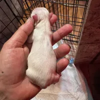 Nash , a male Chihuahua for sale in Maquoketa, IA – 4 of 7