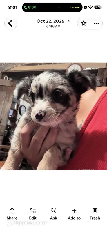 Tri color Merle  – Chihuahua puppy for sale in Maquoketa, IA