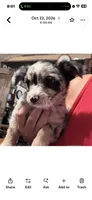 Tri color Merle , a female Chihuahua for sale in Maquoketa, IA – 1 of 10