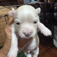 Cream , a male Chihuahua for sale in Maquoketa, IA – 1 of 9