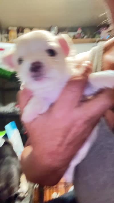 Cloud, a male Chihuahua for sale in Maquoketa, IA – 2 of 10