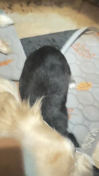 Tri color Merle  Sylvester , a male Chihuahua for sale in Maquoketa, IA – 2 of 10