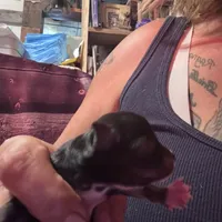 Nash , a male Chihuahua for sale in Maquoketa, IA – 6 of 7