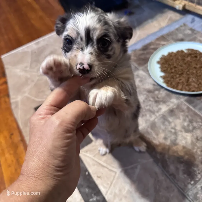 Long haired Merle girl.  – Chihuahua puppy for sale in Maquoketa, IA